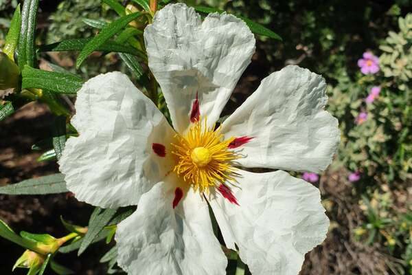 Fleur blanche