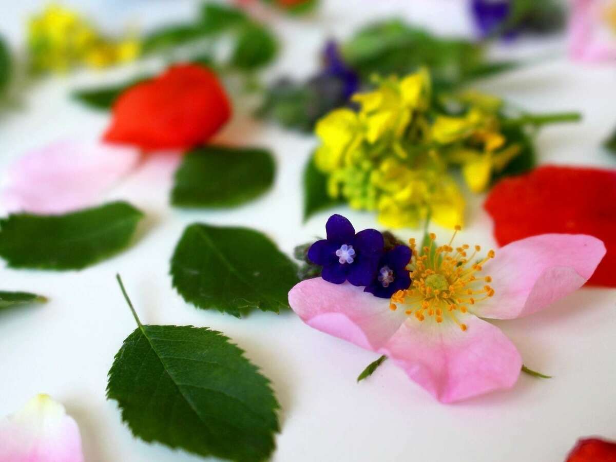 Fleurs colorées posées sur des feuilles